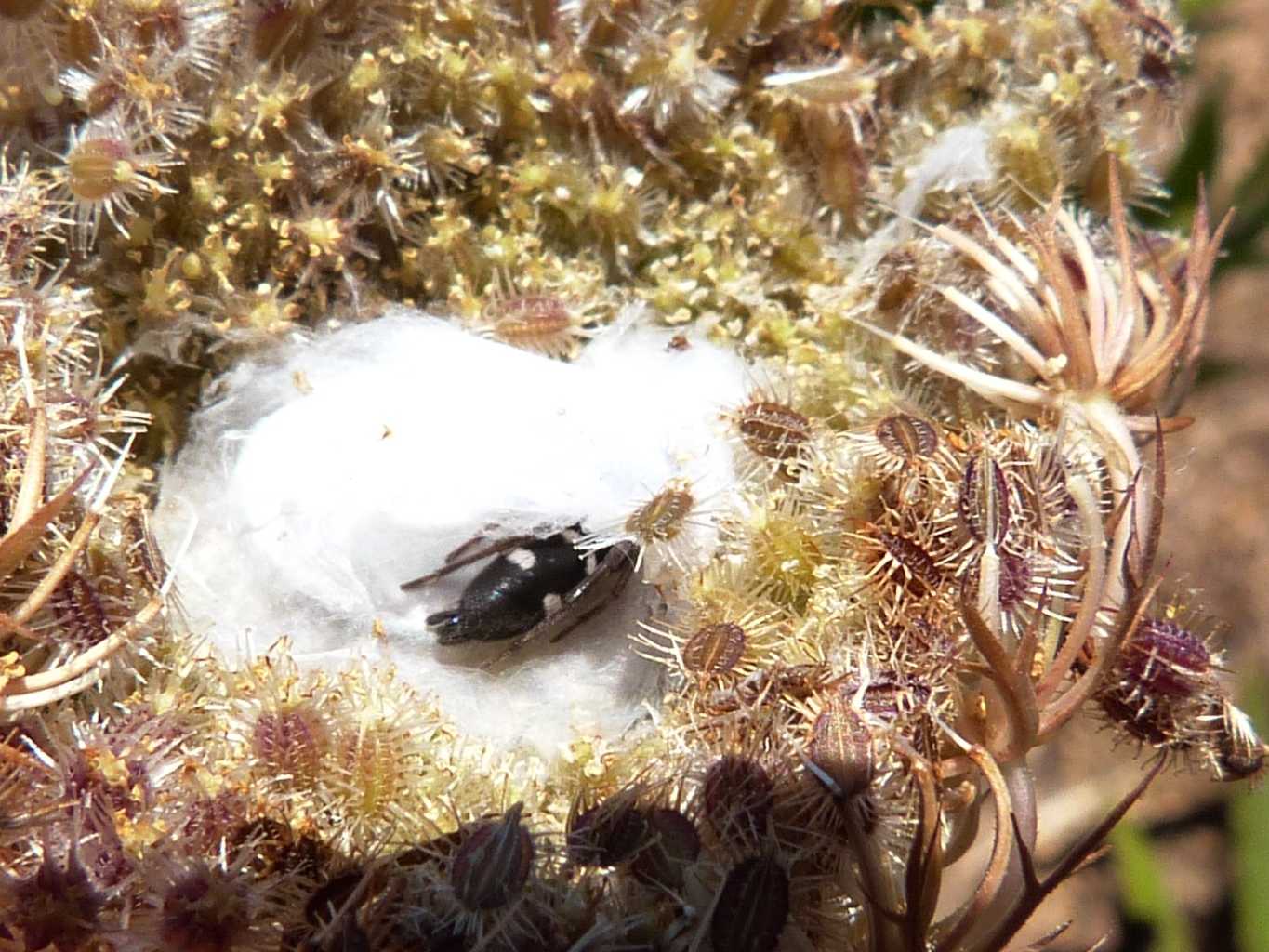 Nido e ovisacco di Aphantaulax sp. - S. Teresa Gallura (OT)